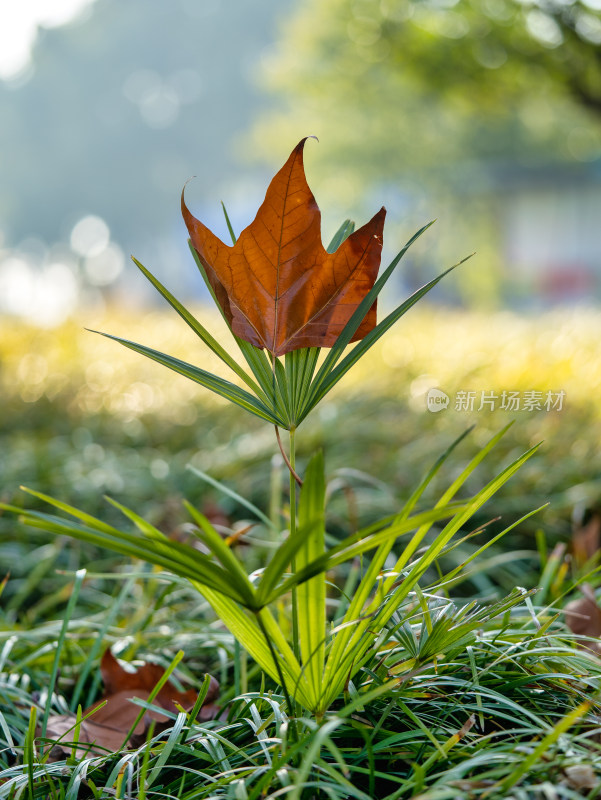 秋冬季节的落叶特写