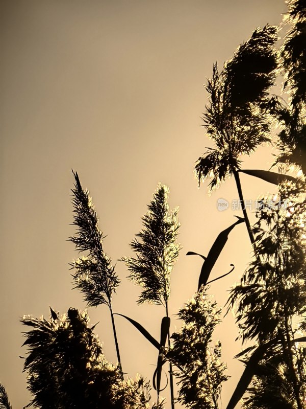 夕阳下的芦苇荡：自然与光影的诗意邂逅