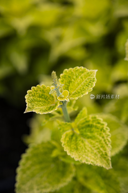 植物花朵特写