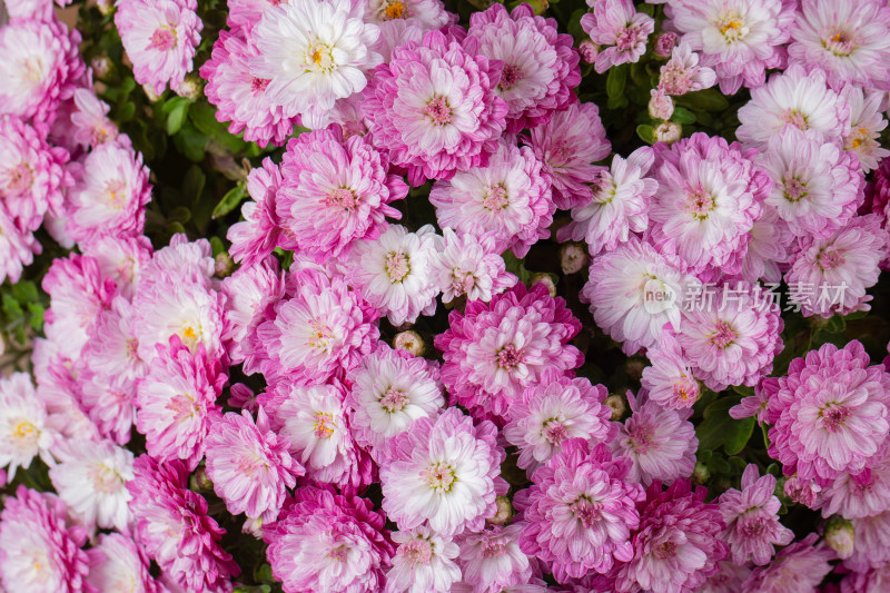 粉色菊花局部特写