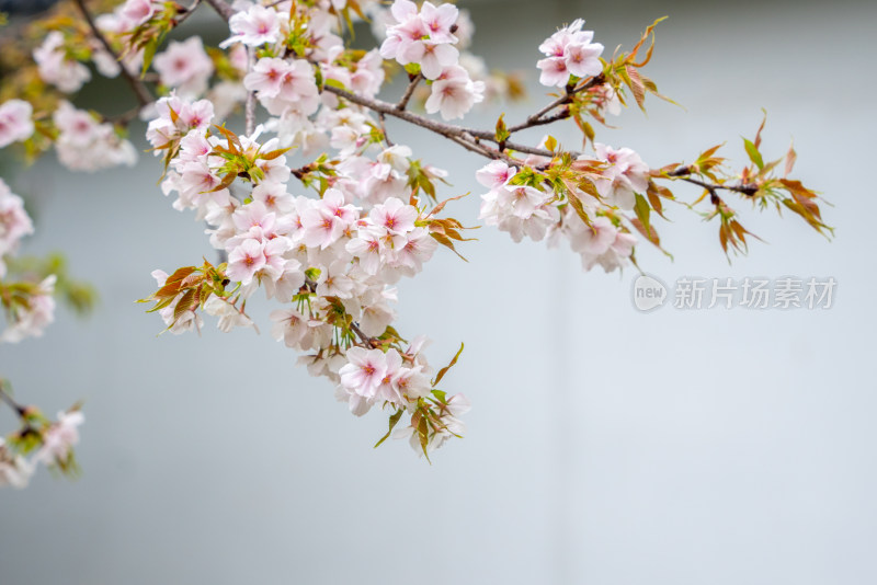 武汉堤角公园古建筑旁樱花