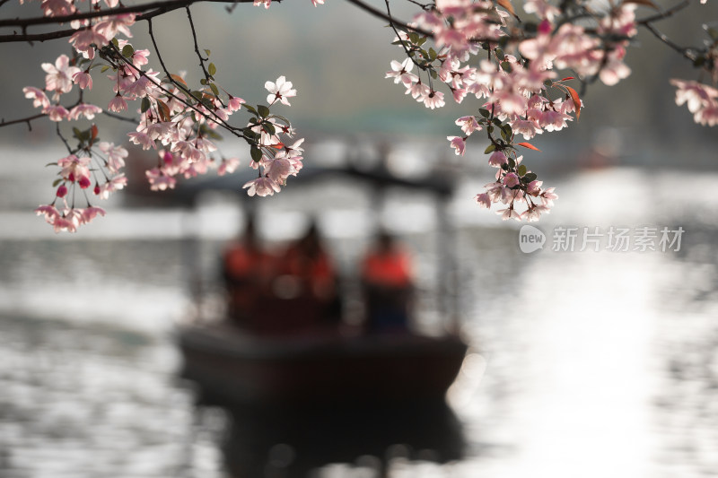 春天的花朵