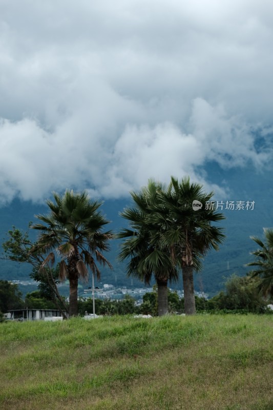 草地棕榈树与远山风景