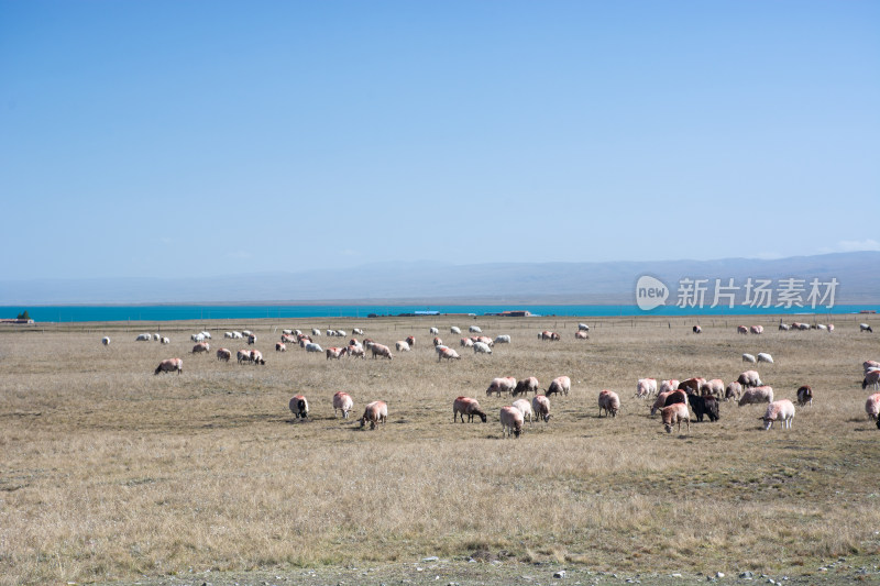 中国西部青海青海湖牧场的羊群