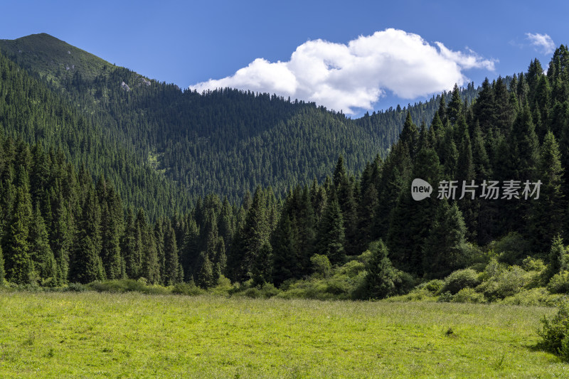 夏季蓝天白云下的高山森林植被