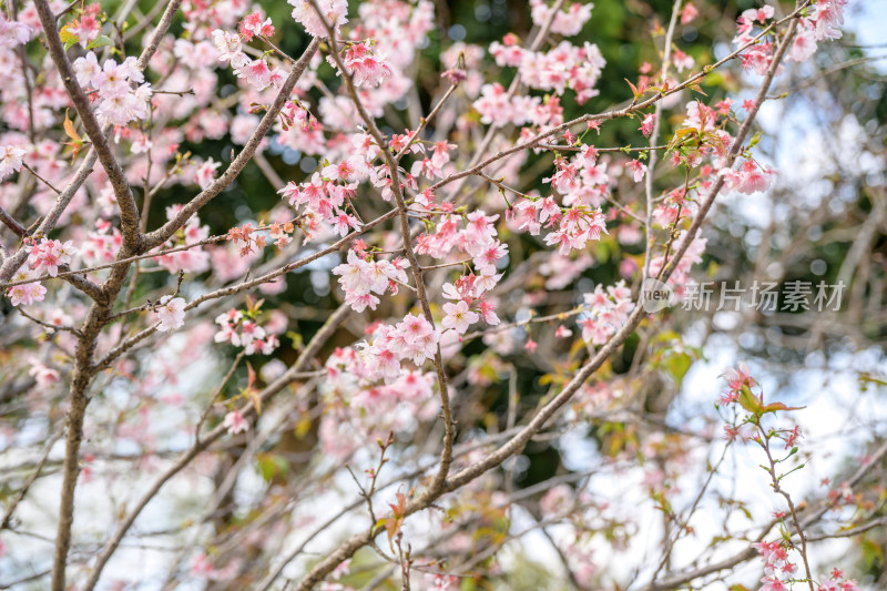 樱花特写拍摄