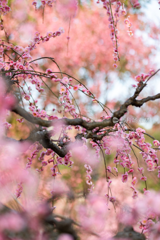 春天梅花龙梅树开花了