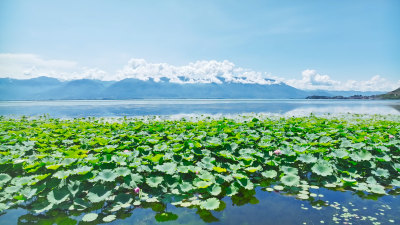 云南大理苍山洱海荷花