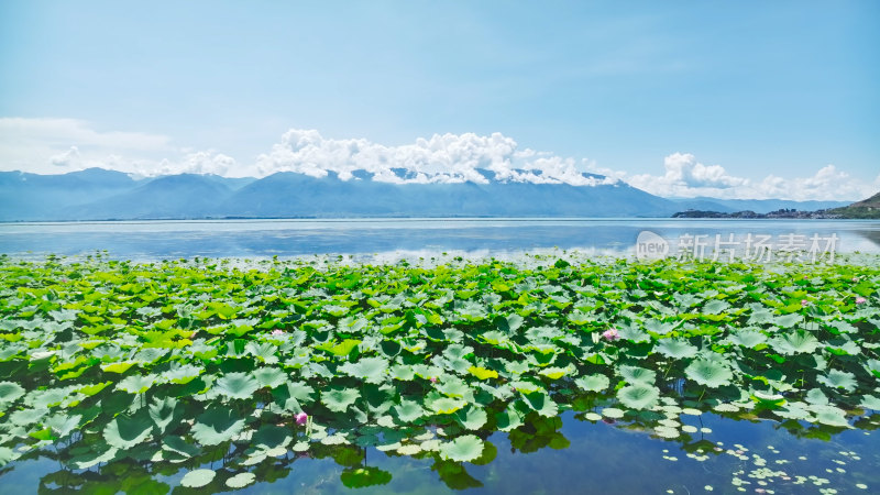 云南大理苍山洱海荷花