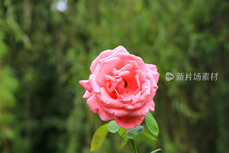 雨后新清的玫瑰花