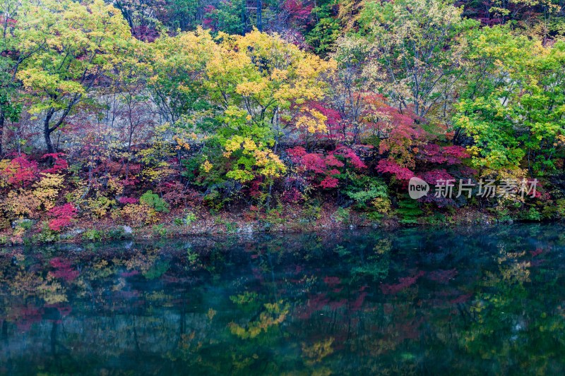 辽宁本溪秋天红叶