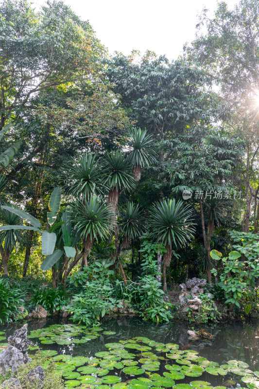 西双版纳中科院热带植物园