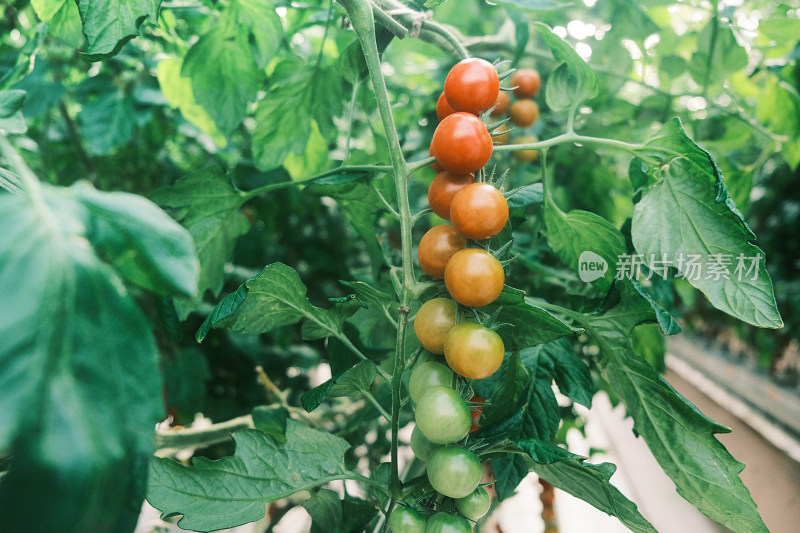 农业科技园温室大棚里还未成熟的小番茄