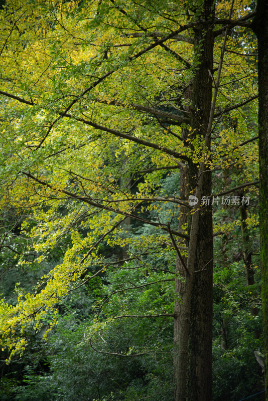 四川省成都市都江堰市 青城山景区