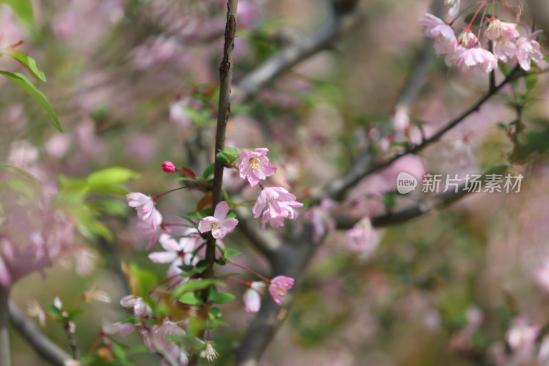 顾村樱花花开花瓣飘落樱花树意境