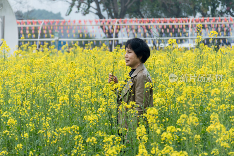 福州花海公园游客漫步观赏黄色油菜花田