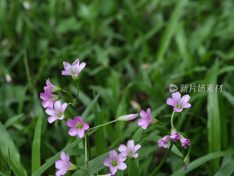 春天绿色的草地和盛开的紫色鲜花的风景