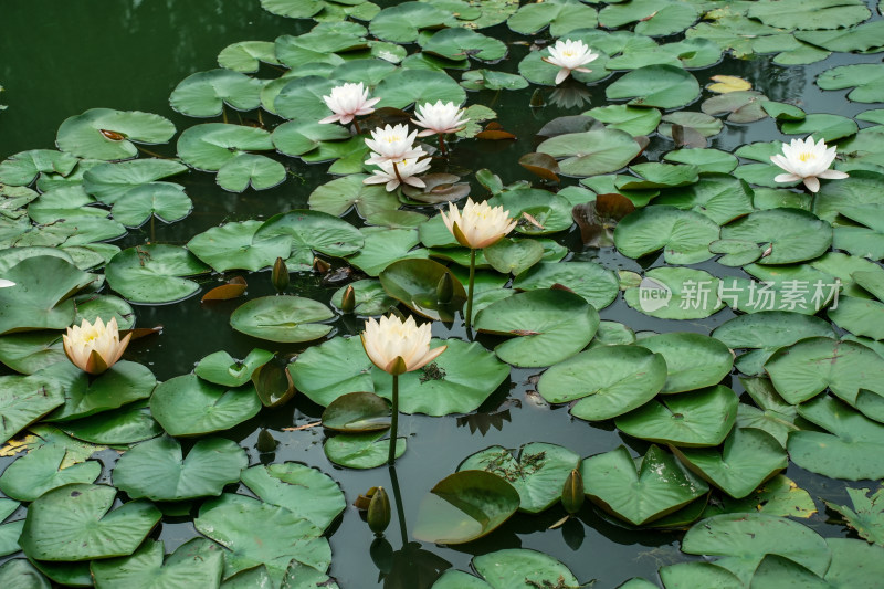 北京国家植物园睡莲