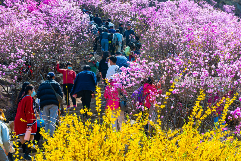 青岛大珠山杜鹃花风光