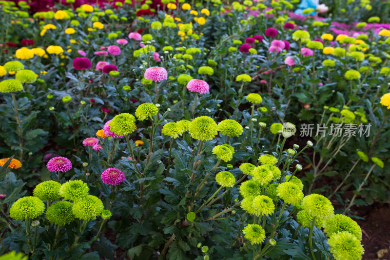 大连英歌石植物园秋天的菊花展