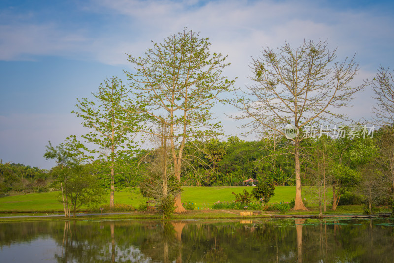 湖边的树木映衬着天空