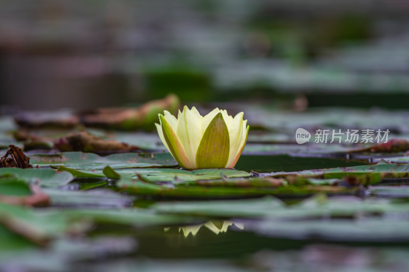 池塘中的荷花莲花