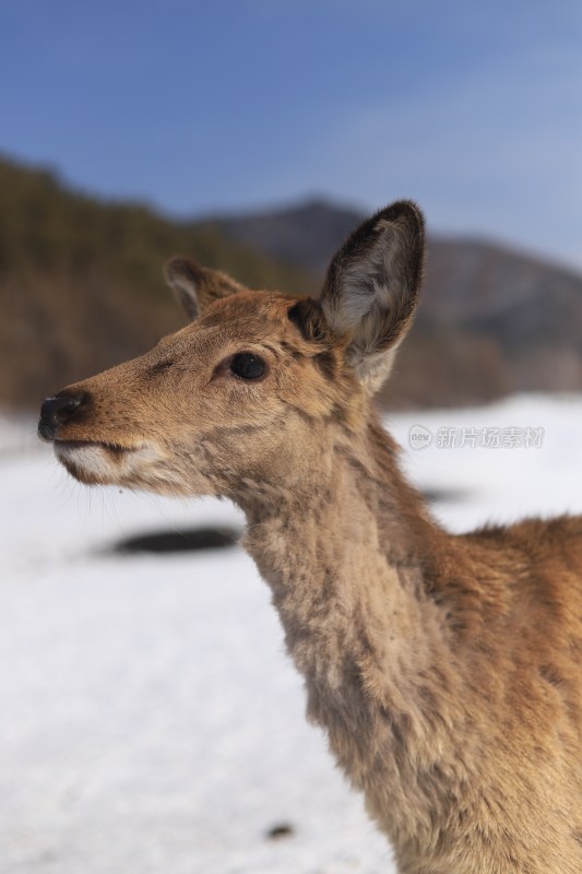 黑龙江雪景梅花鹿