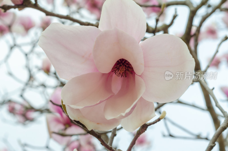 一朵粉红色玉兰花特写