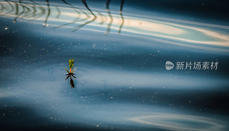 水中绿植倒影特写