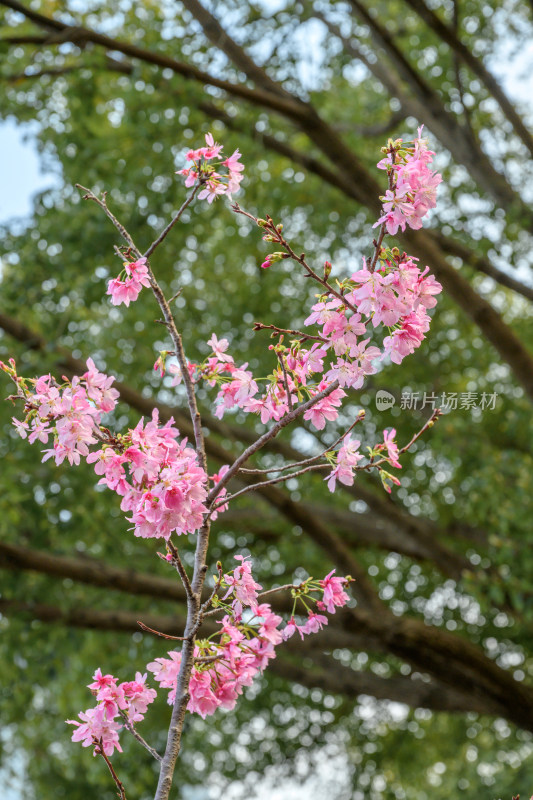 樱花特写拍摄