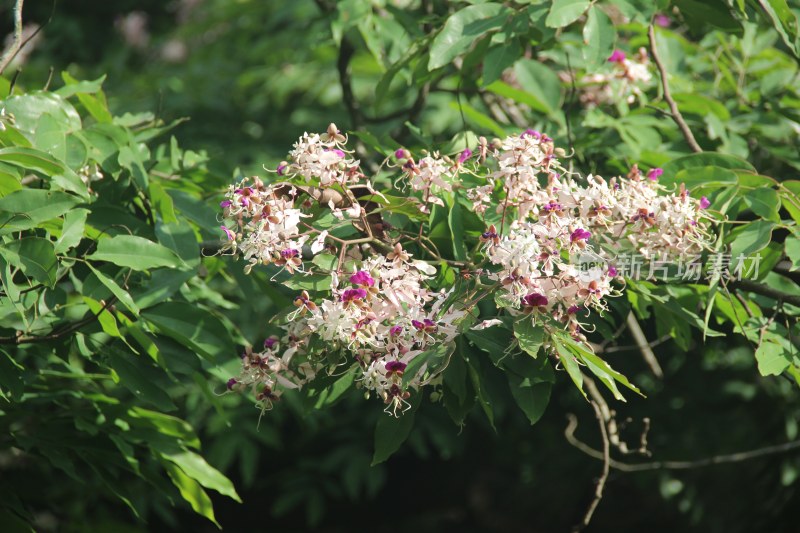 广东东莞：短萼仪花盛开