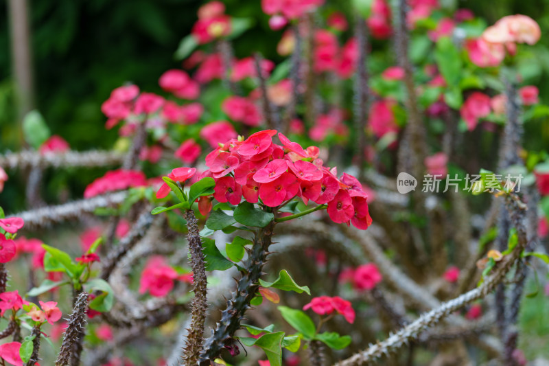 红色开花植物铁海棠