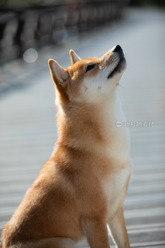 一只仰起头的柴犬头部特写