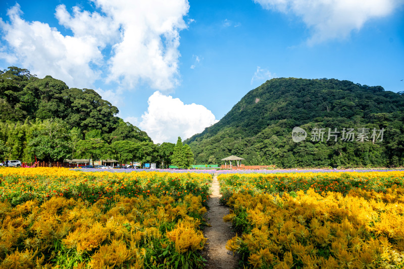 从化石门森林公园天池花海