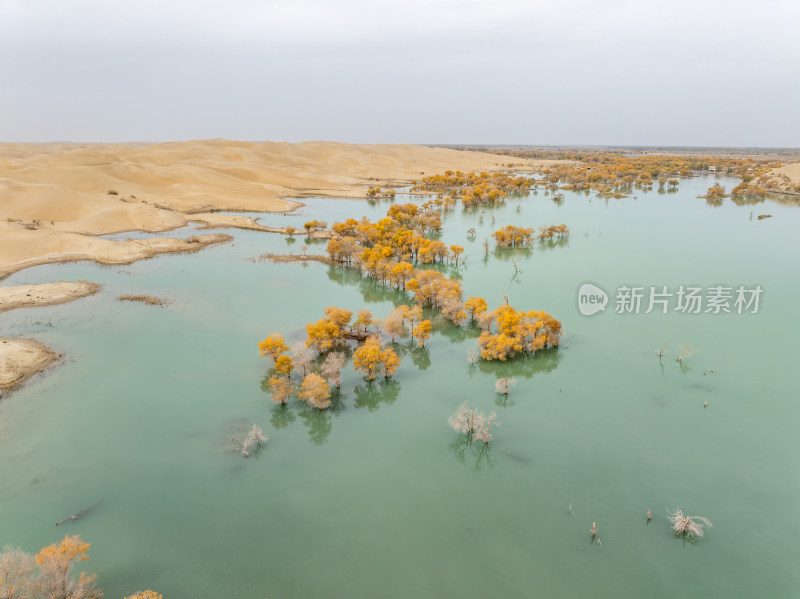 新疆南疆巴州葫芦岛金秋沙漠水上胡杨林航拍