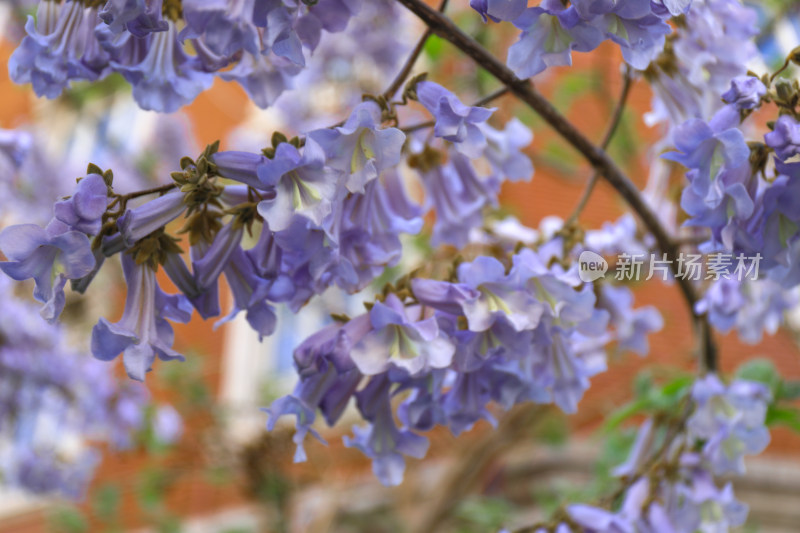 天津春季紫色风铃花