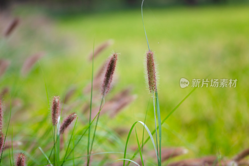 户外的狼尾草生长旺盛