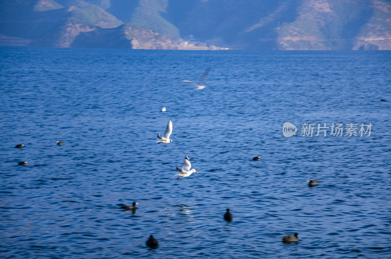 云南丽江泸沽湖海鸥水鸟野生动物