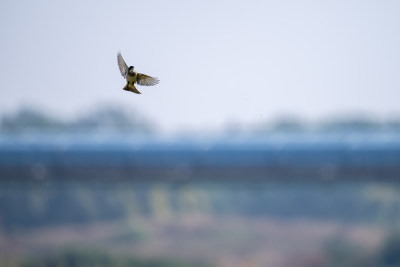 白头鹎（Pycnonotus sinensis）