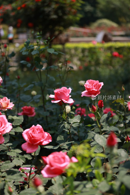 杭州花圃莳花广场迎亚运月季花展