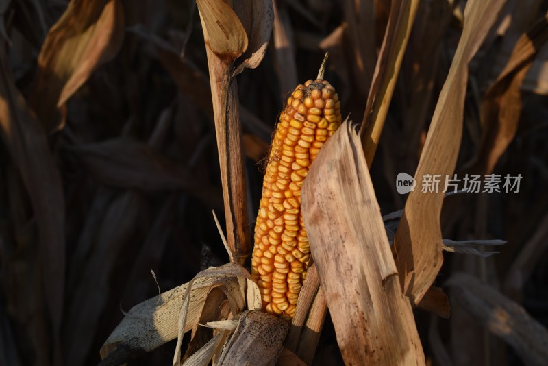 玉米地中的成熟玉米棒特写