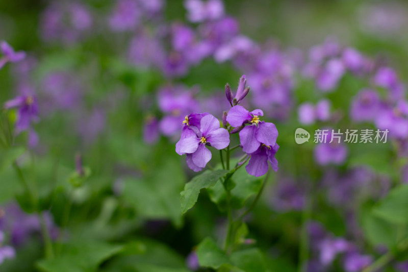 紫色二月蓝花朵特写 绿叶衬托尽显自然之美