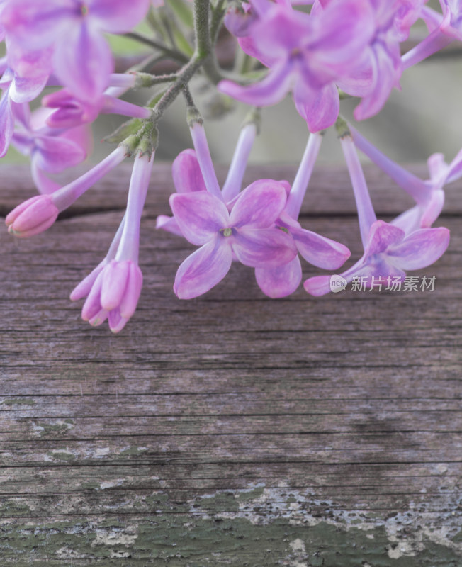 木桌上盛放的紫色丁香花特写