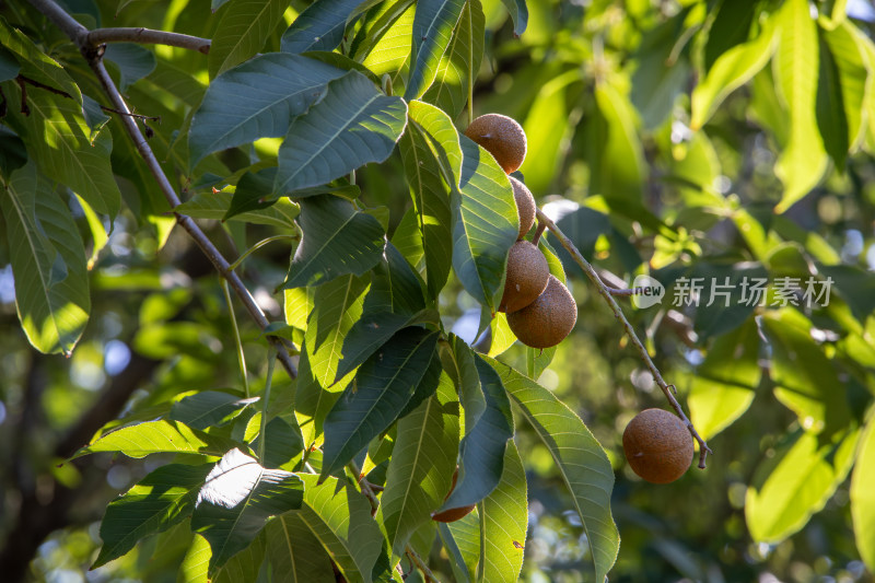 绿叶包围的七叶树果实特写