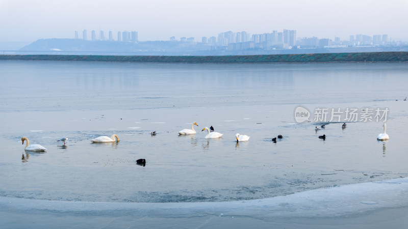 三门峡黄河冬日冰面上诗意栖息的天鹅