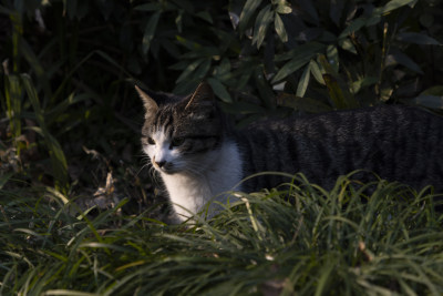 中式庭院草丛中的一只猫