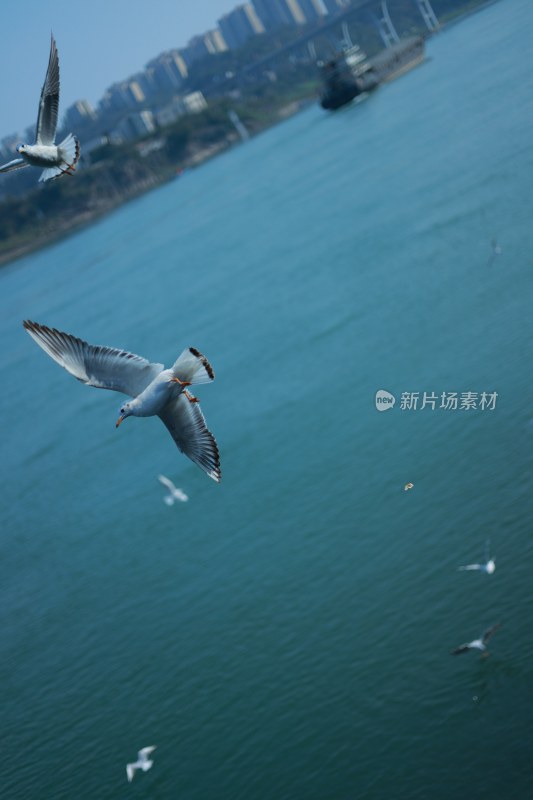 飞翔的海鸥场景