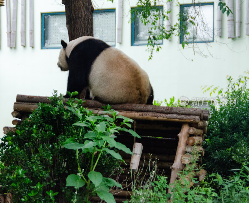 午休刚睡醒的可爱的大熊猫