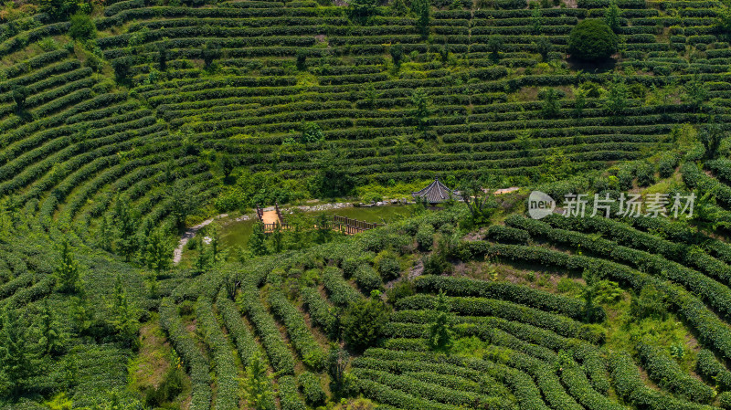 茶叶茶山茶艺茶园采茶茶红茶绿茶春茶茶叶茶