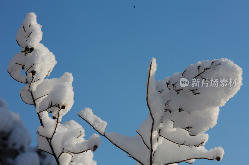 覆雪树枝与蓝天景象